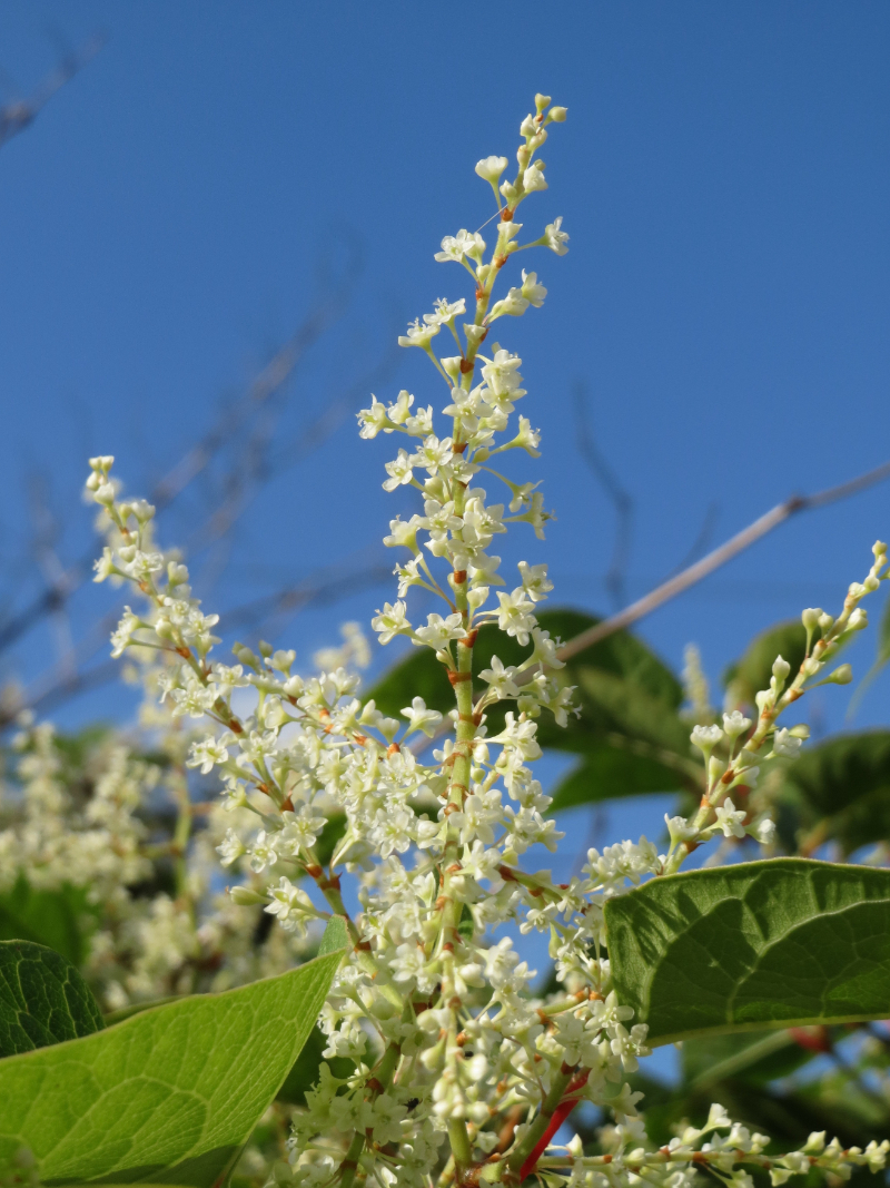 Invasive Plants To Watch Out For