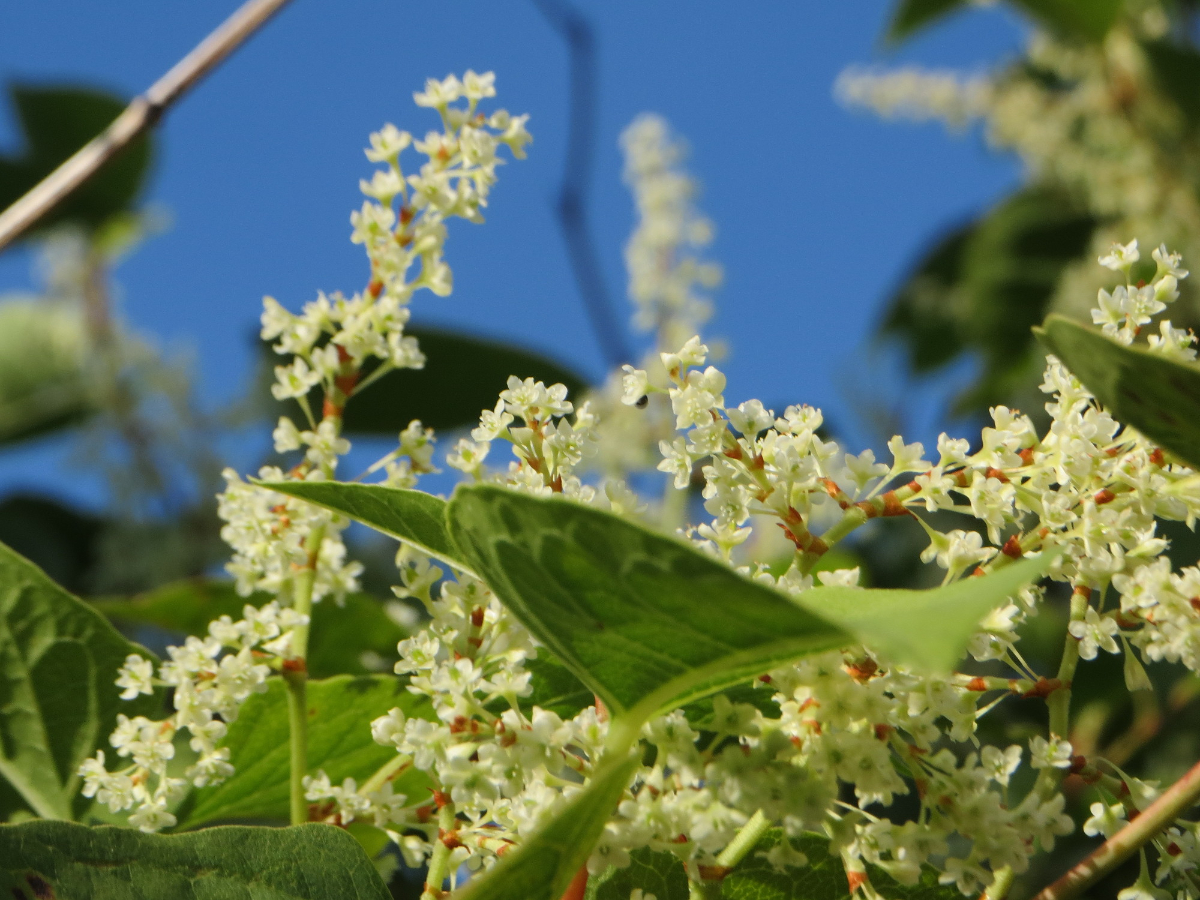 How Do I Report Invasive Plants In The UK Image