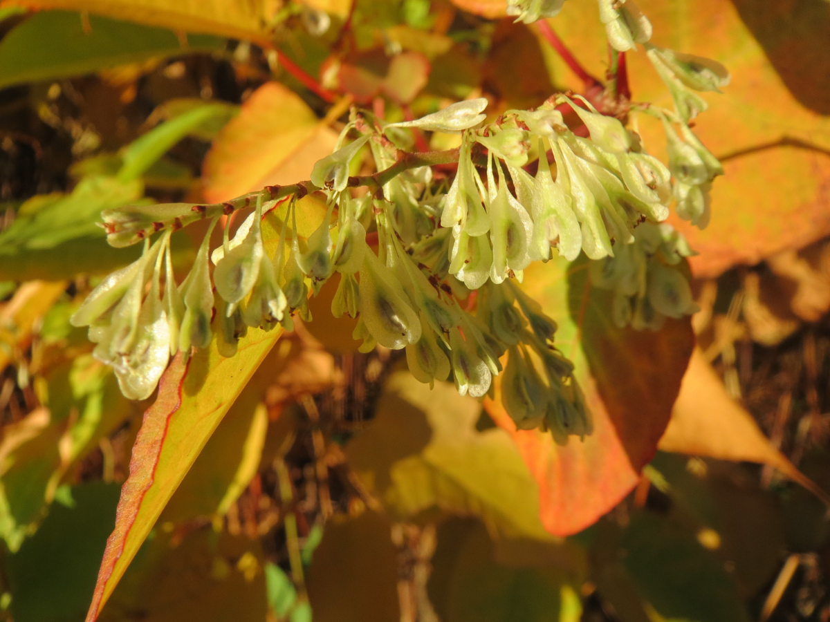 What Kills Japanese Knotweed Permanently Image