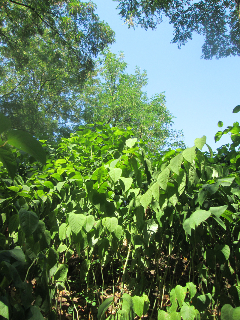 How Do I Report Invasive Plants In The UK?