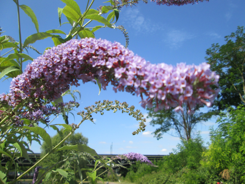 How Do Invasive Plants Invade A Garden Image