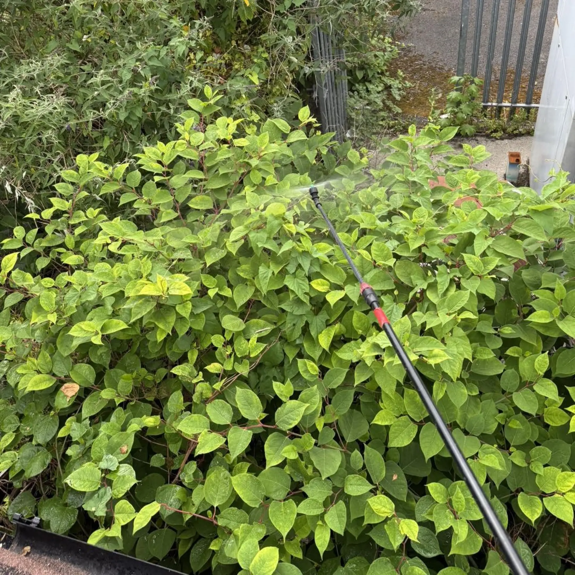 Kingstone Based Knotweed Solutions