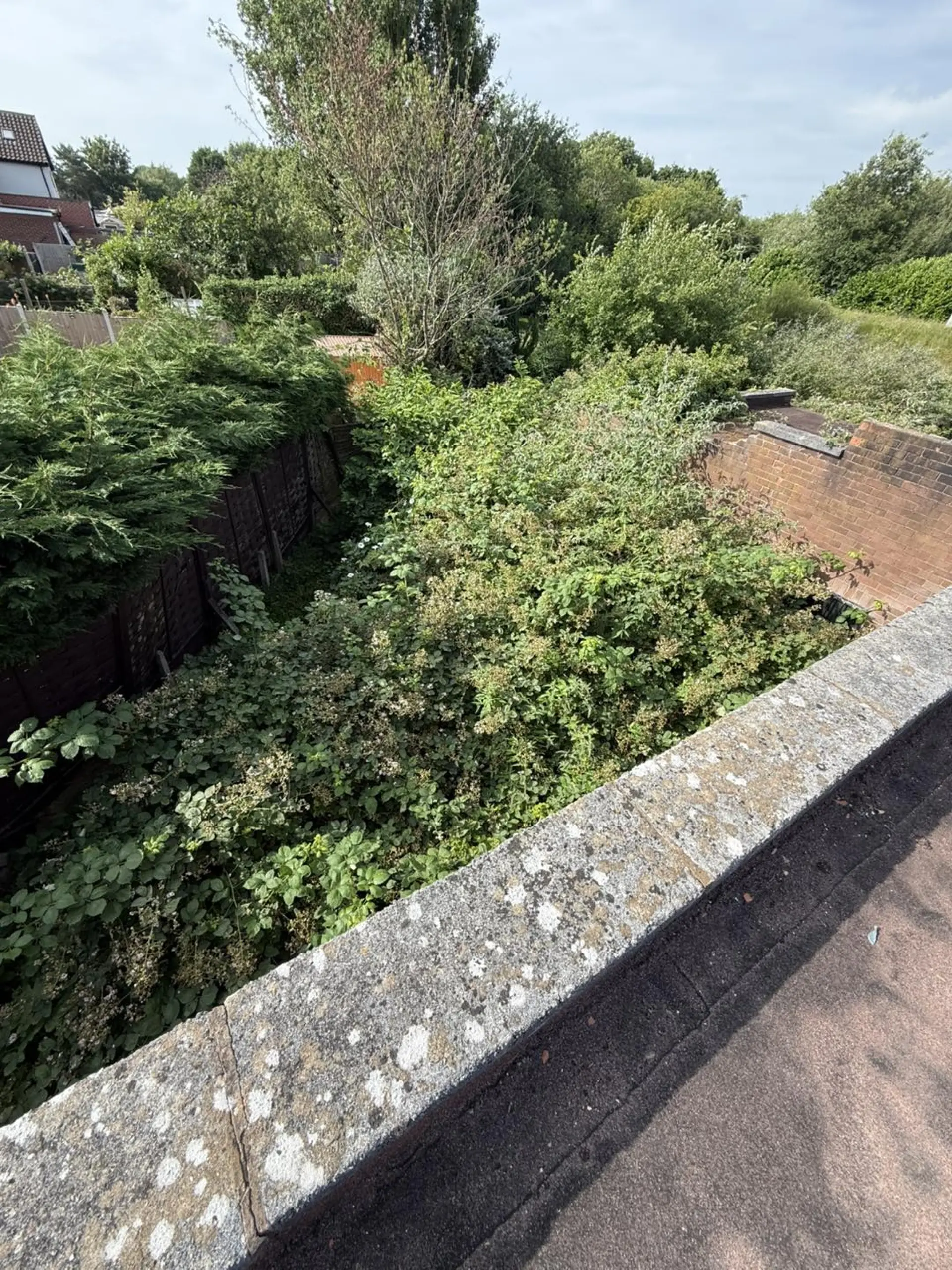 Japanese Knotweed Removal in Kingstone