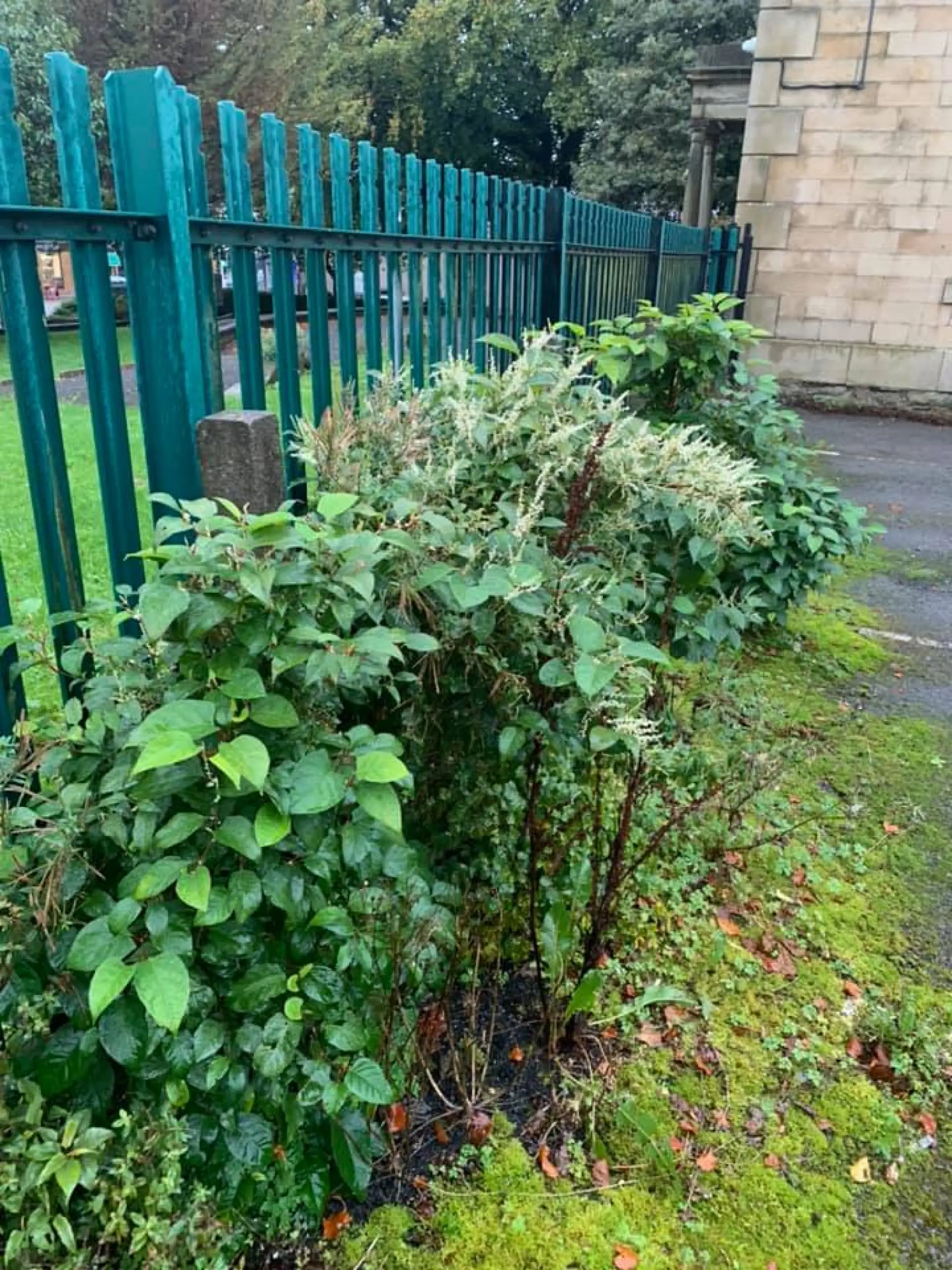 Invasive Plant Treatment in Kingstone 