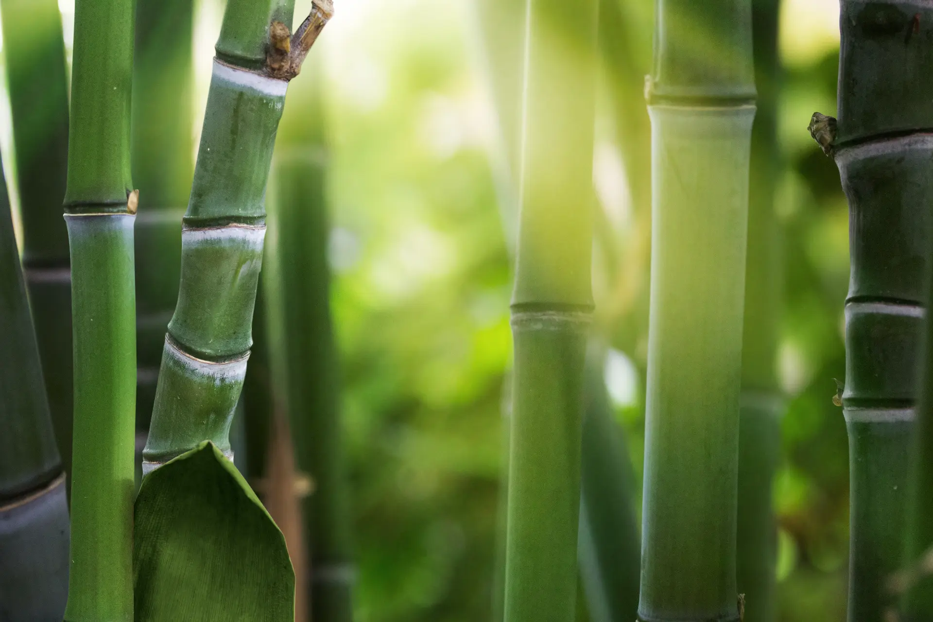 How to Safely Remove Bamboo from Your Garden Image