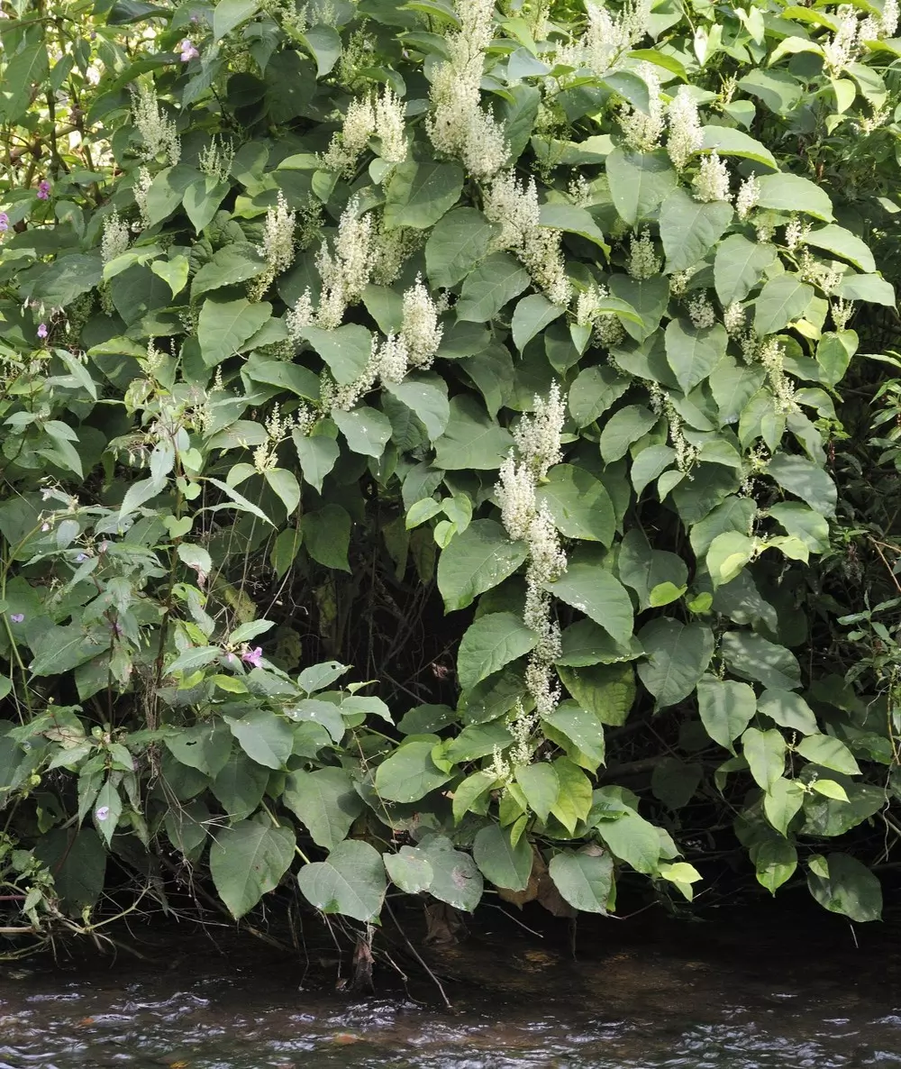 Why Is Japanese Knotweed A Problem