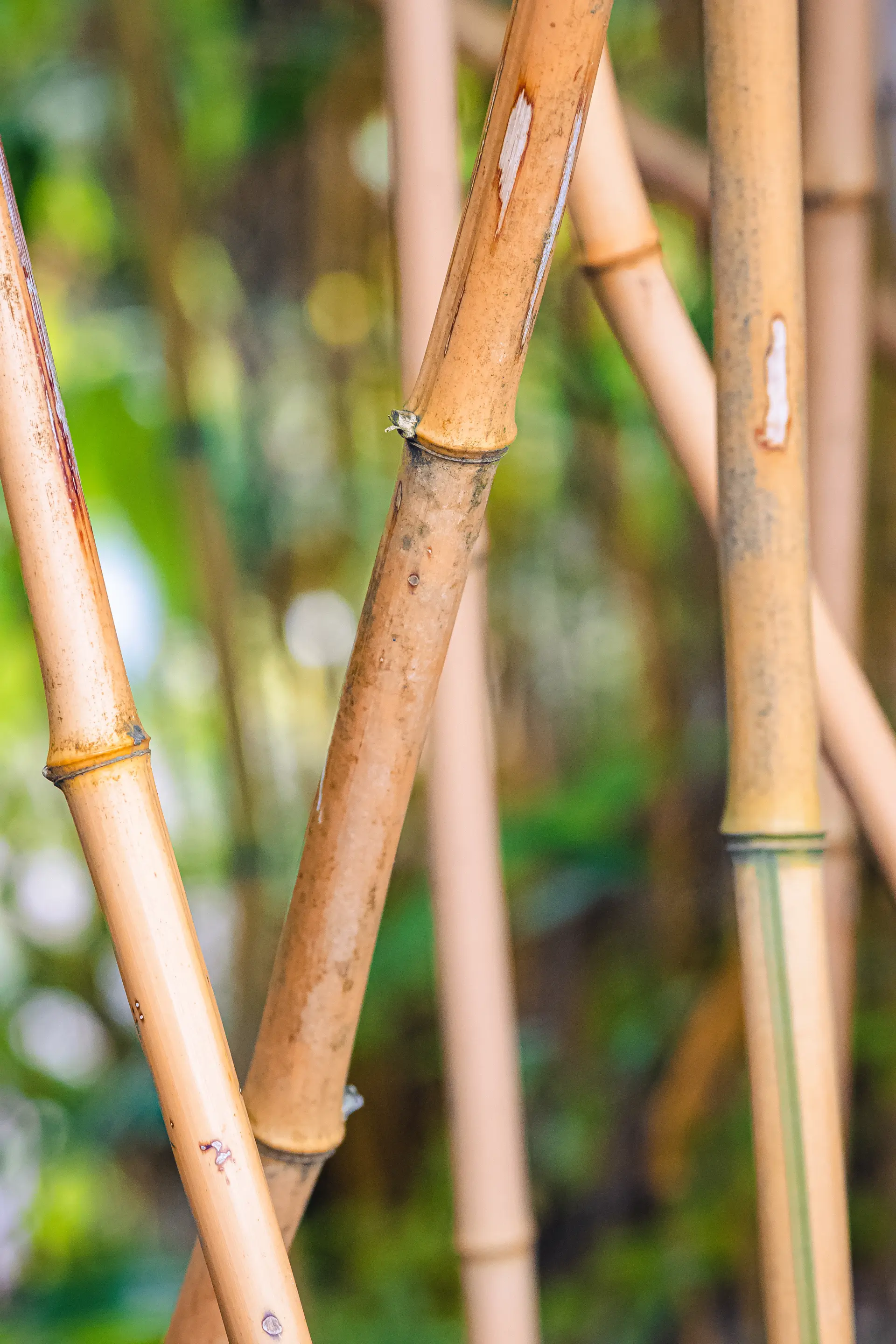 How to Safely Remove Bamboo from Your Garden
