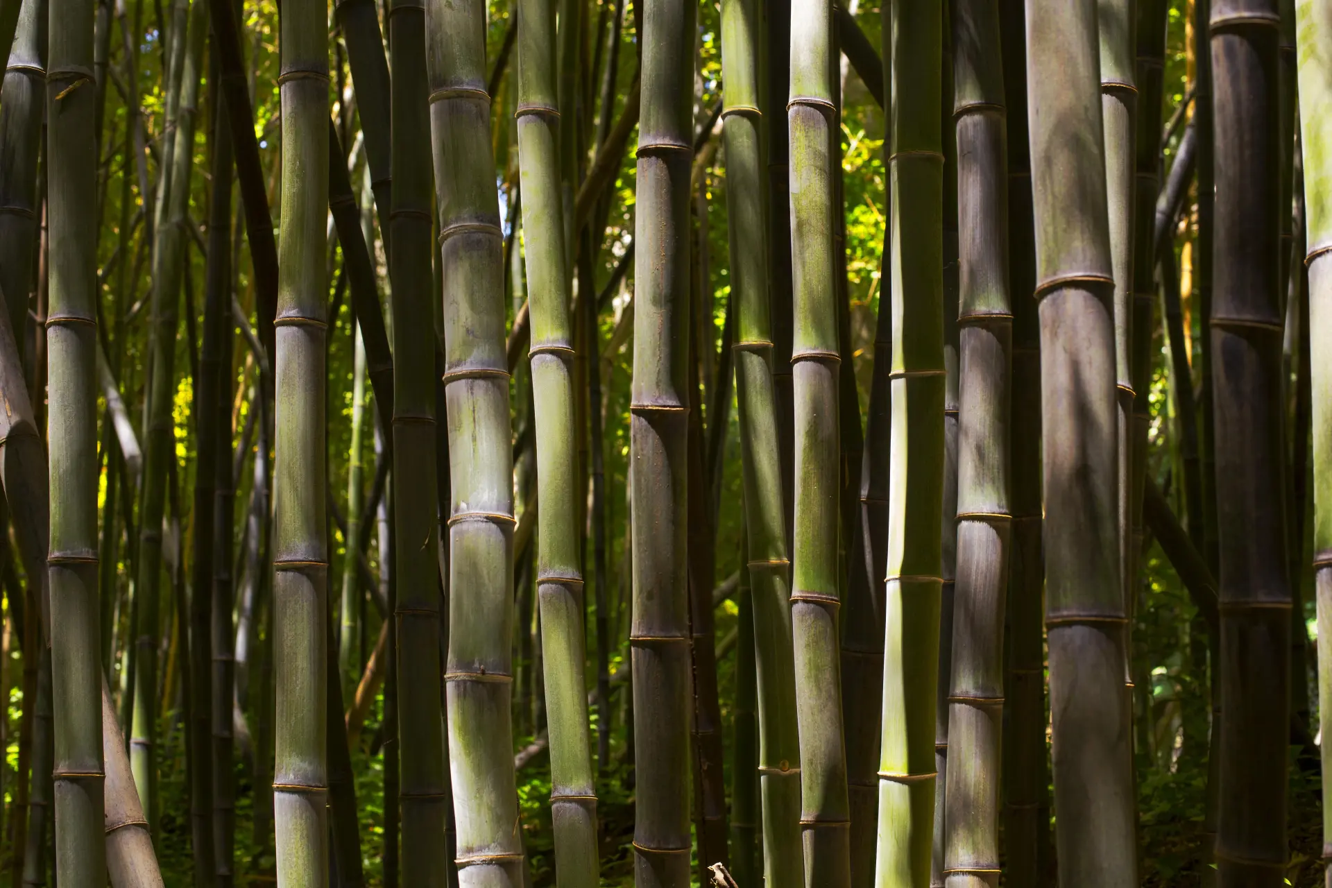 Manual Bamboo Removal