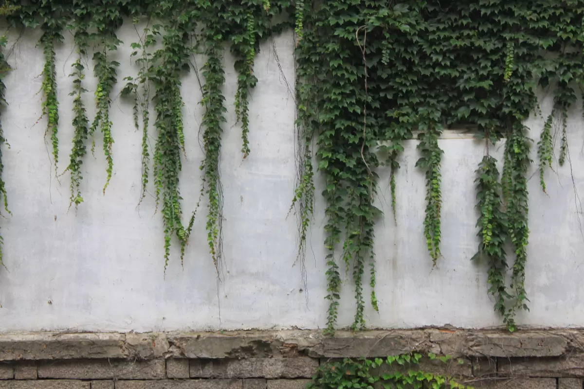 How Do You Stop Invasive Plants From Spreading How Do You Stop Invasive Plants From Spreading