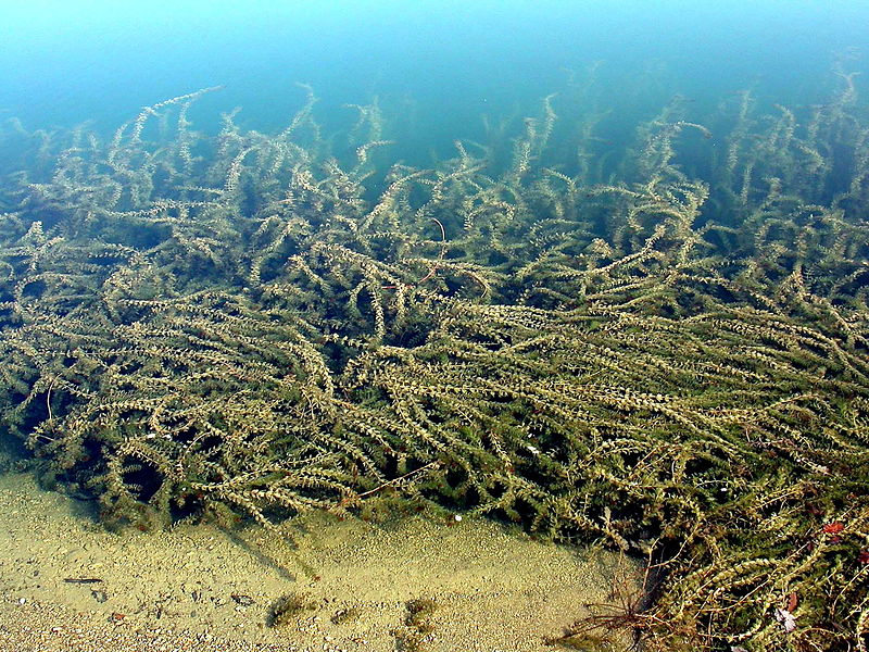 Elodea Nuttallii - Invasive Plants You Can’t Grow in the UK