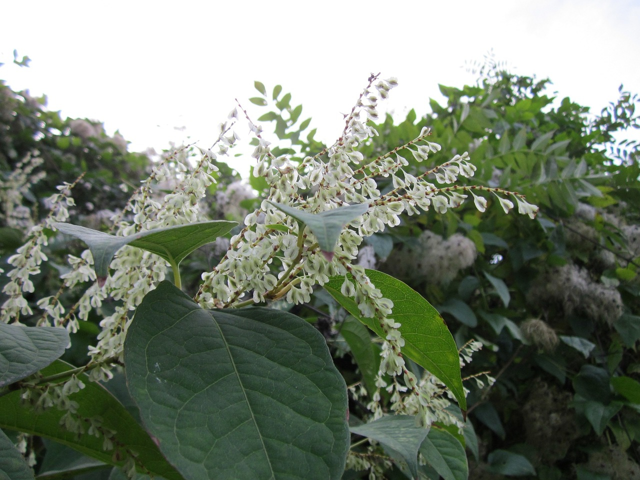 Can I Sell A House With Japanese Knotweed Image
