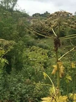 Giant Hogweed - Invasive Non-Native Plants