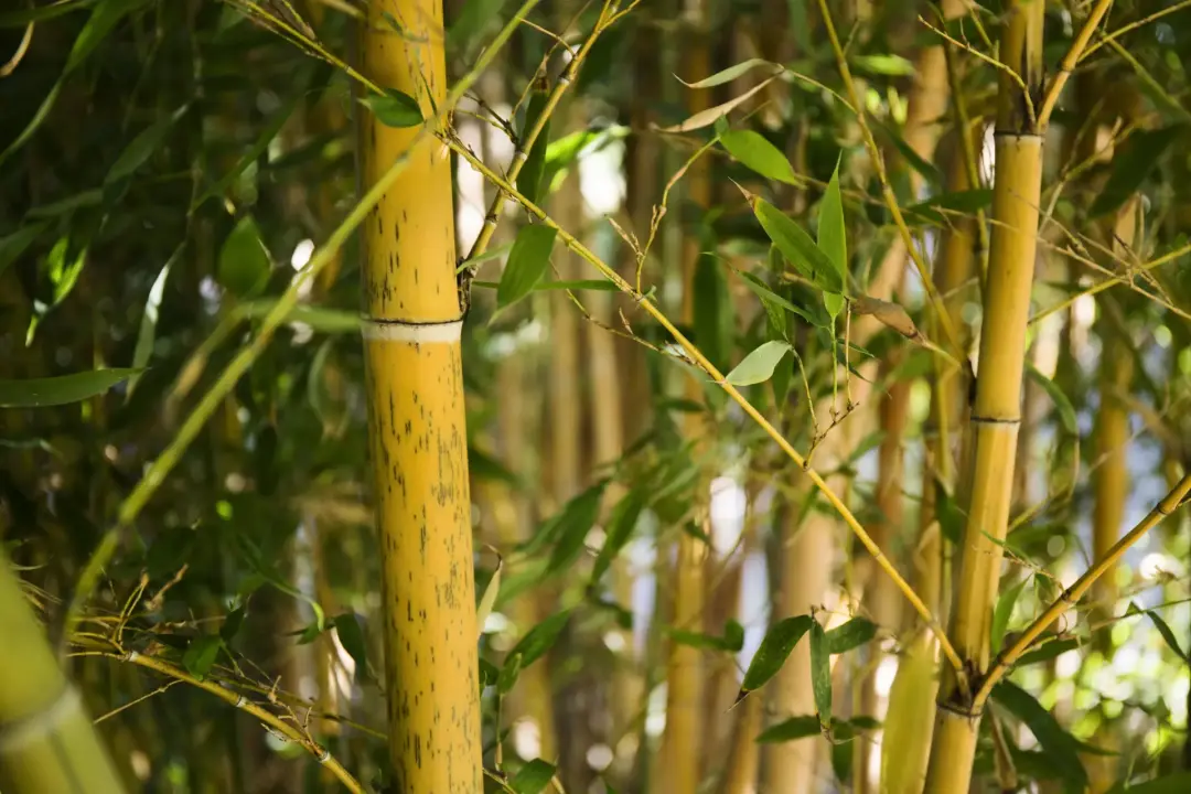 Why Bamboo Is So Difficult to Remove Why Bamboo Is So Difficult to Remove Image