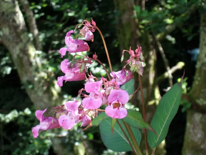 Himalayan Balsam - Invasive Non-Native Plants