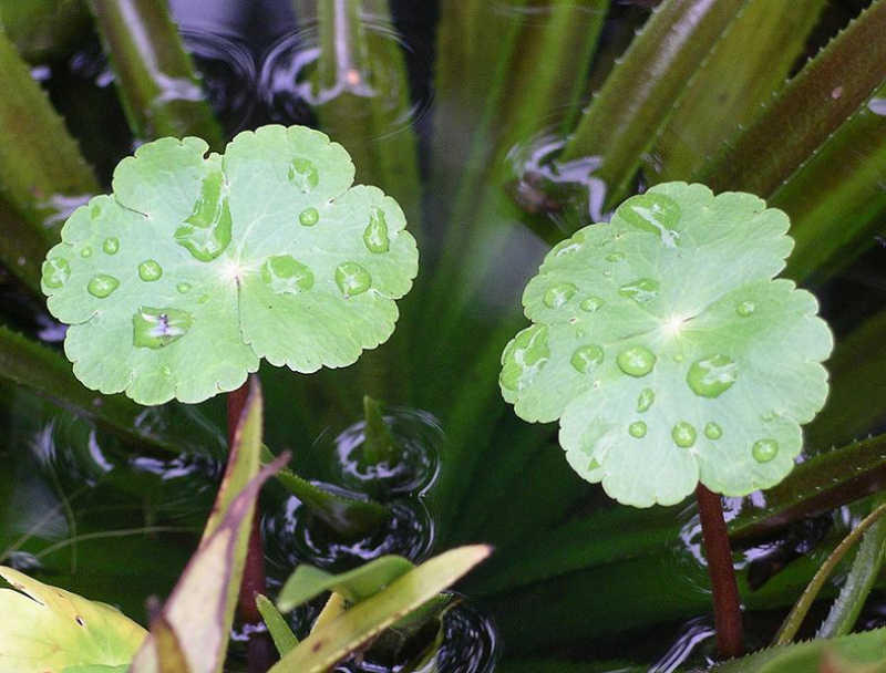  Floating Pennywort - Invasive Plants You Can’t Grow in the UK
