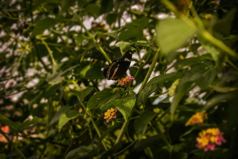 What Are The Most Destructive Garden Plants In The UK Image