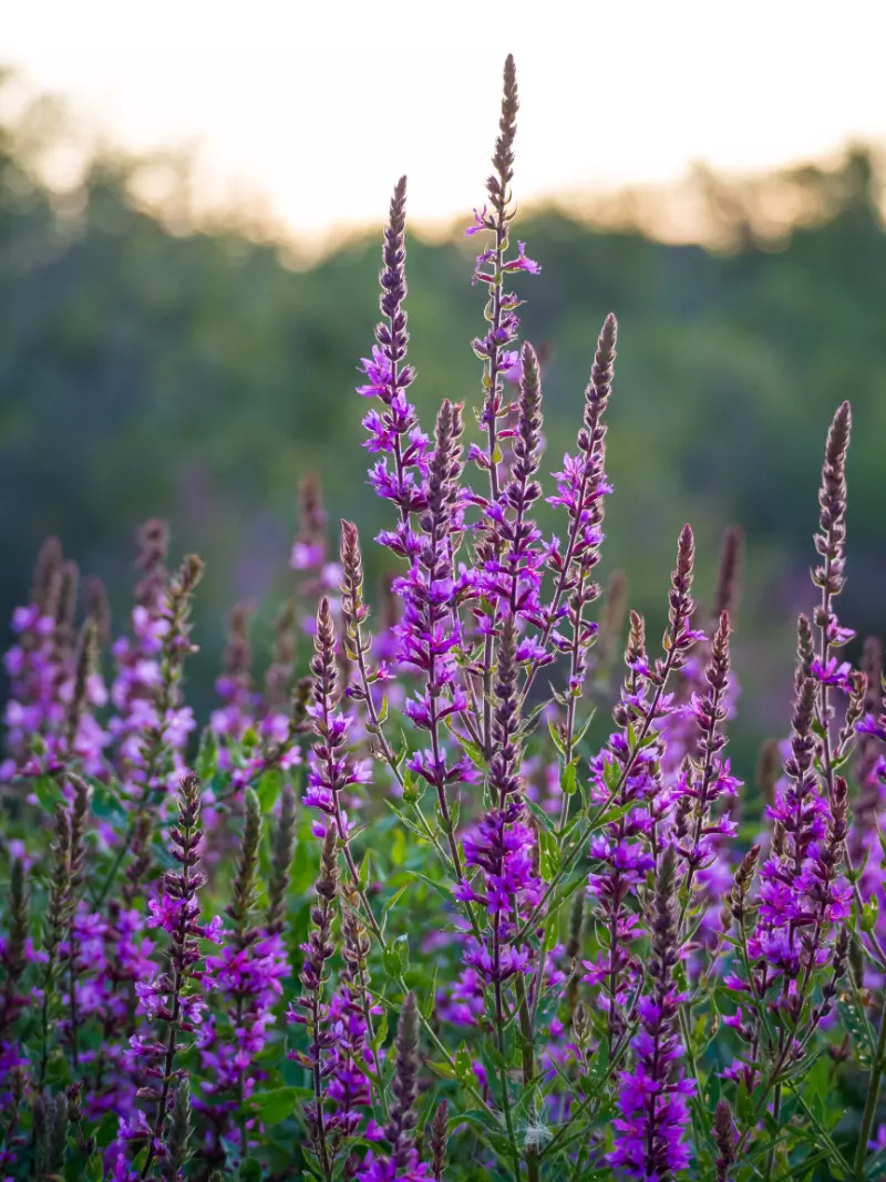 Should Invasive Plant Species Be Eliminated? UK
