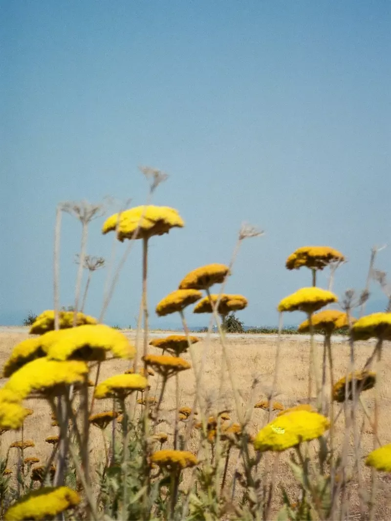 Can Invasive Species Be Stopped?