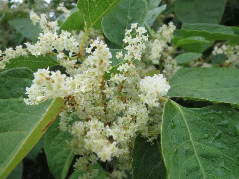 Japanese Knotweed - Invasive Non-Native Plants