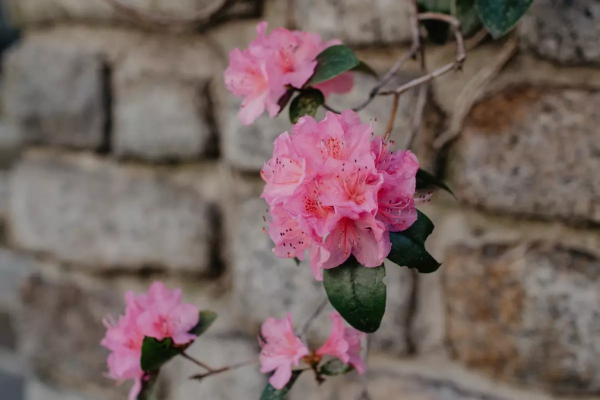 Protecting Against Invasive Weed Species Image