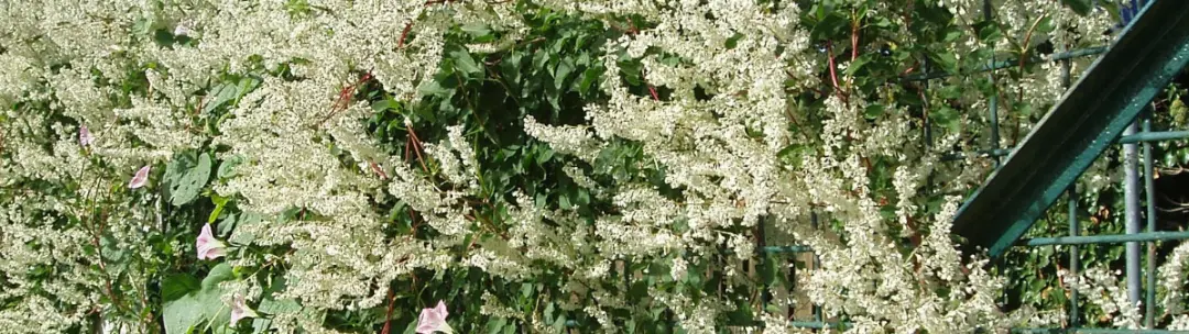 How Do I Permanently Get Rid Of Knotweed