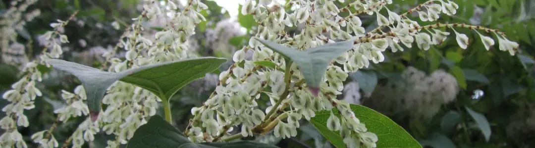 Is Having Japanese Knotweed Criminal