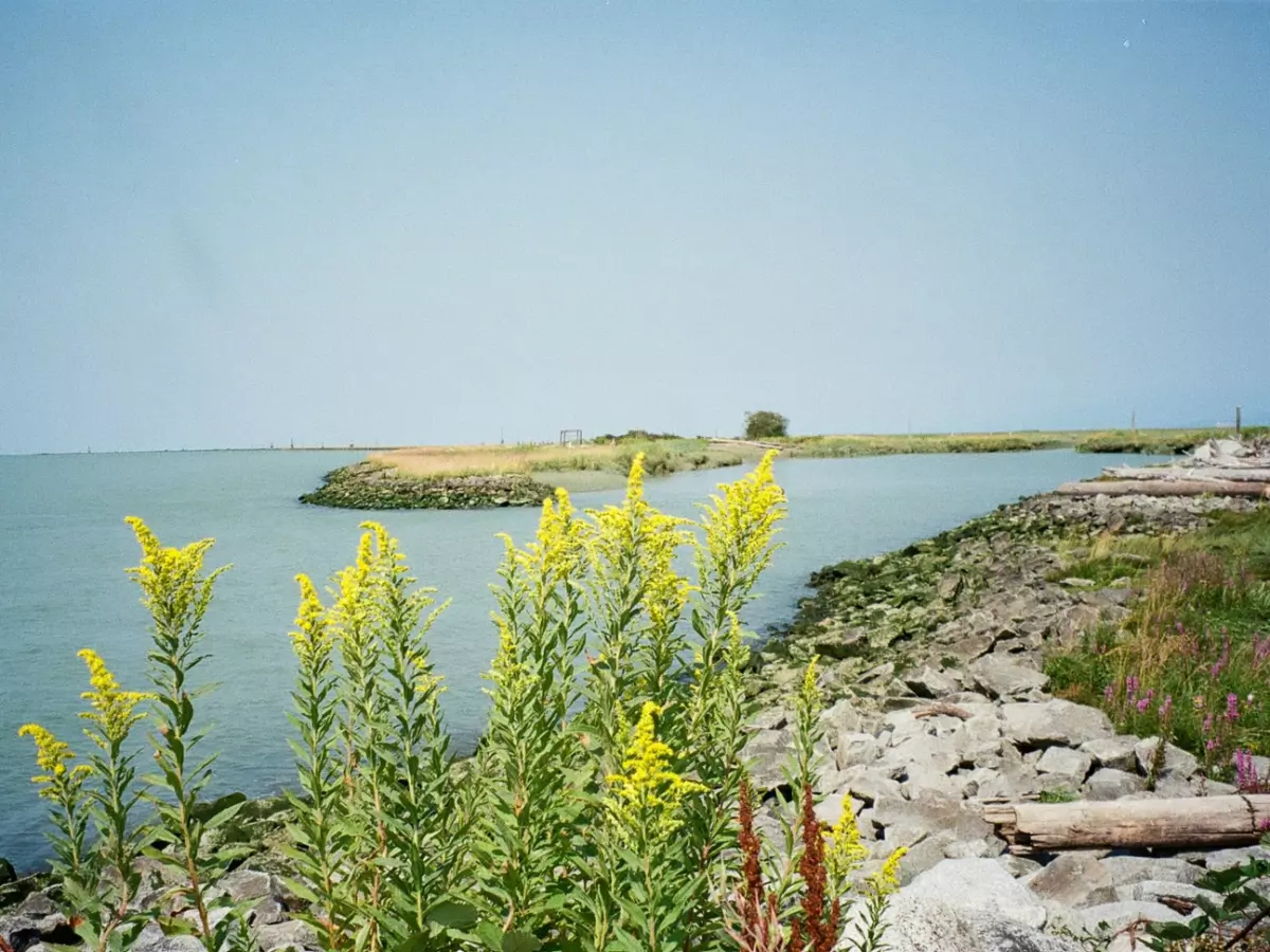 What Is The Best Way To Get Rid Of An Invasive Plant Image