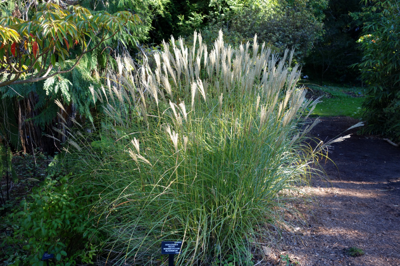 Chinese Or Japanese Silver Grass