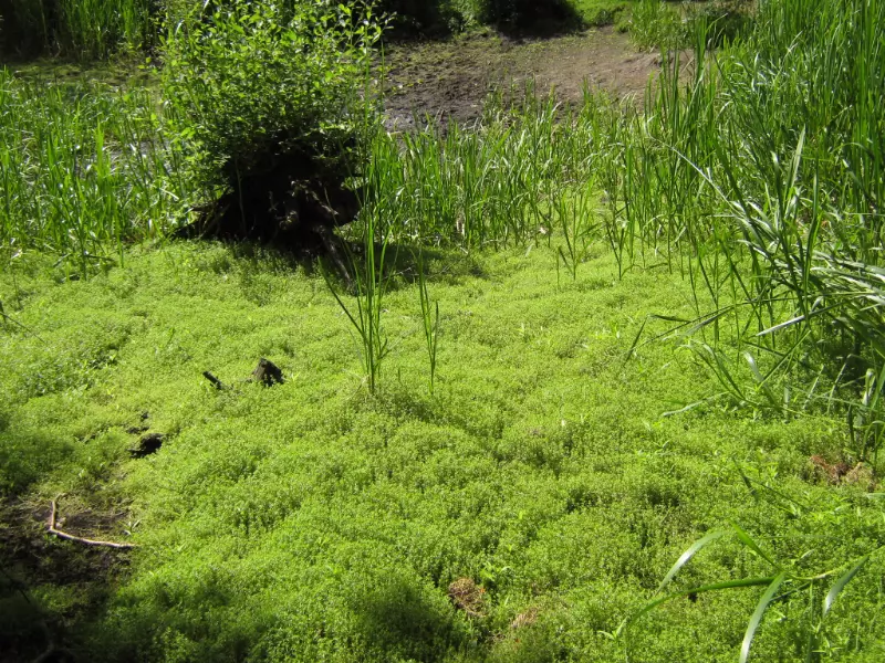 New Zealand Pygmyweed - Invasive Non-Native Plants
