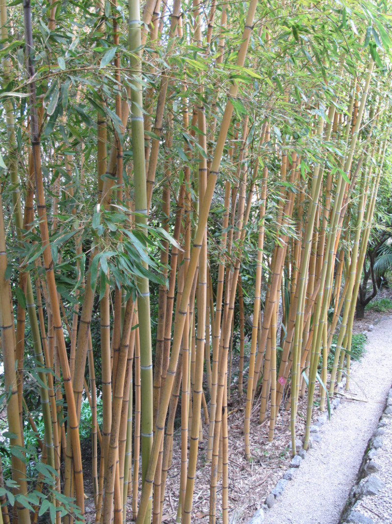 Running Bamboos