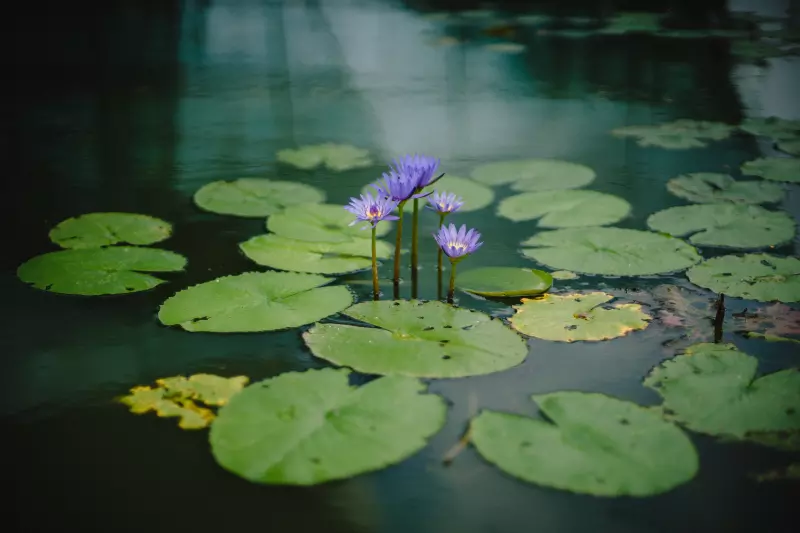 Manage Or Remove Aquatic Plants