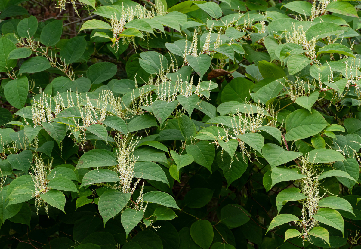 Treatment and control of Japanese knotweed
