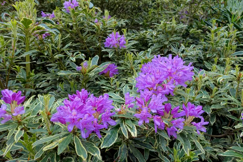 How Should I Dispose Of These Invasive Weeds?