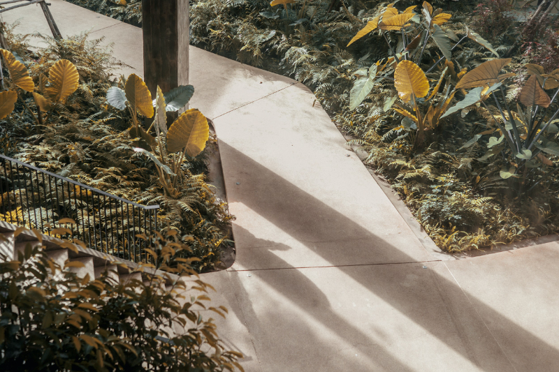 Should Invasive Plants Be Removed Should Invasive Plants Be Removed