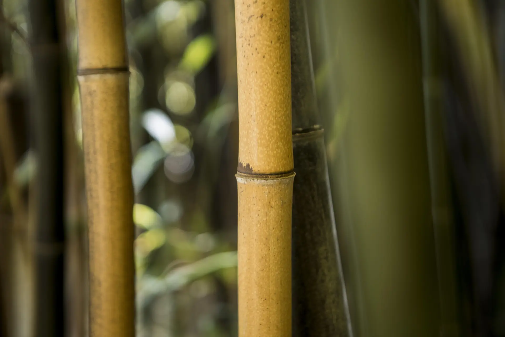 Common Mistakes to Avoid During Bamboo Removal