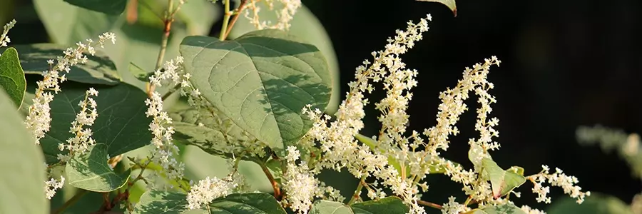 Why Is Japanese Knotweed A Problem Image